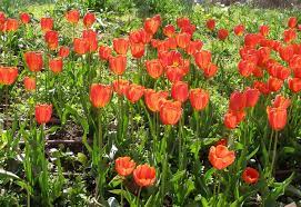 Styled with love, beautifully presented. Tulip Wikipedia