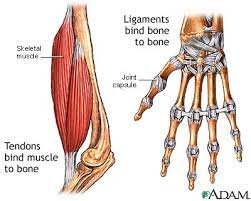 Read formulas, definitions, laws from muscle movements here. Tendon Vs Ligament Medlineplus Medical Encyclopedia Image