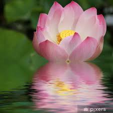 Carta Da Parati Fiore D Acqua Pixers It