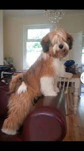 Dunlop 8mth Tibetan Terrier Cute Dogs Havanese Puppies Tibetan Terrier