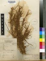 Image result for Hyparrhenia welwitschii