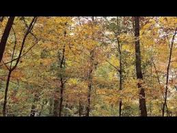 Ragged Wood Fleet Foxes Youtube Fleetfoxes Musicians Bands Indie Folk Folkrock Americana Baroquepop Son Fleet Foxes Best Songs Best Vibrators