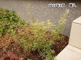ウエストリンギアの成長 時々追記してます 日々綴る 庭ブログ