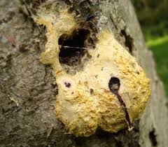 Check spelling or type a new query. The Mysterious World Of The Slime Mould Woodlands Co Uk