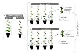 The ability to graft, or switch, a lamb from one ewe to another is a management tool that can save many lambs during a lambing season. Scielo Brasil Grafting Height Does Not Affect I Fusarium I Wilt Control Or Horticultural Performance Of I Passiflora Gibertii I N E Br Rootstock Grafting Height Does Not Affect I Fusarium I Wilt Control Or Horticultural Performance Of