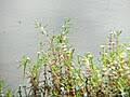Image result for Rotala gossweileri