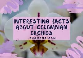 For example, the orchid is the city flower of shaoxing, china. Orchid Mall Home And Garden Orchids And Other Plants