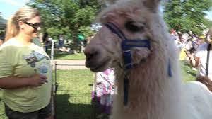 Maybe you would like to learn more about one of these? Mobile Petting Zoo Featured At Duk Duk Daze Youtube