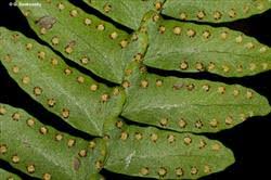 Image result for Arthropteris