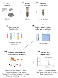 The modulation of chromatin dynamics by histone ptms and their mechanisms of action have attracted great attention. Complete Workflow For Analysis Of Histone Post Translational Modifications Using Bottom Up Mass Spectrometry From Histone Extraction To Data Analysis Protocol