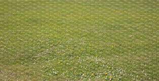 .to cut grass in spring, but it's equally important to avoid mowing too low—a.k.a. Low Cut Grass With Daisies And Dandelions Vishopper