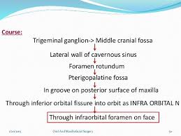 Trigeminal Nerve Anatomy