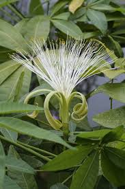 Image result for Pachira glabra
