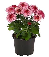 Garten Chrysantheme Winterhart Dehner