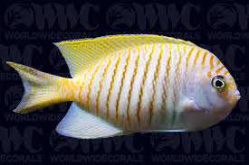 Image result for Angraecopsis malawiensis