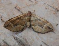 Image result for Pelurga comitata