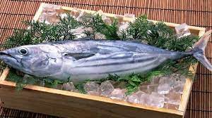 We did not find results for: Sering Dianggap Ikan Yang Sama Ini Bedanya Ikan Tuna Dan Ikan Tongkol