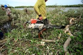 Sebagian besar flora hutan bakau menghasilkan biji atau buah yang dapat mengapung sehingga dapat terseber bersama arus air. Indonesia Miliki Hutan Bakau Terluas Se Asia Tenggara Tapi Republika Online