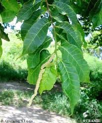 Image result for Maclura