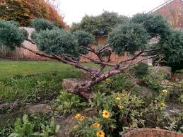 Check spelling or type a new query. Rachel The Gardener How To Do Topiary To Ceanothus