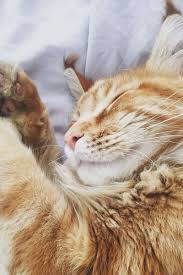 Easy Cat Caring Tips A Cat S Conduct Is Definitely A Elaborate Thing To Grasp They Are Moody And Choosy And Very Demanding Cats Don T Just N Kedi Cats Sanat