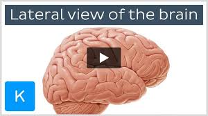 Image result for Brain Gyri