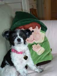 Michigan puppies for sale this page lists dogs and puppies for sale in michigan along with stud services. Come See Our Miki Dog Named Cricket Hubpages