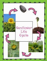 Sunflower Life Cycle Posters Sunflower Life Cycle Plant Life Cycle Life Cycles