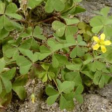 Image result for Oxalis anthelmintica