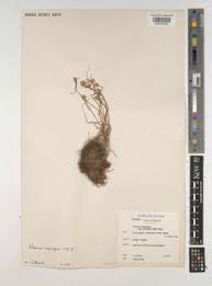 Image result for Cyperus mollipes