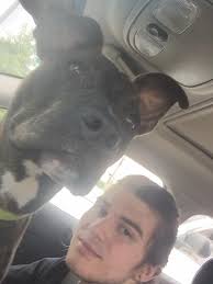 LOST DOG! Small blonde cockapoo dog