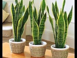 إكثار نبات السنسفيرا Sansevieria Plant Youtube