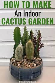 Gymnocalycium baldianum chin cactus 2 5 altman plants. 75 Cacti Ideas In 2021 Cactus Cactus Care Cactus Plants