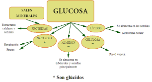 Los azucares