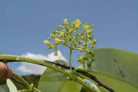 Image result for Cryptolepis apiculata