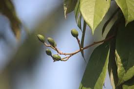 Image result for Cryptocarya transvaalensis