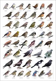 British Birds Identification Chart Wildlife Poster New In