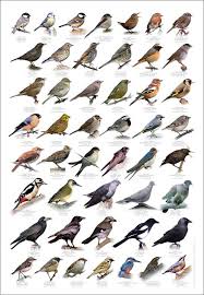 british birds identification chart wildlife poster new in