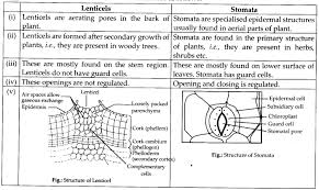 The plants have stomata and lenticels for the purpose of gaseous. Class 11 Biology Anatomy Of Flowering Plants Questions And Answers 9028