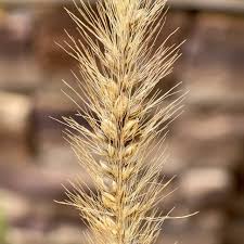 Image result for Setaria parviflora