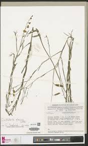 Image result for Crotalaria glauca