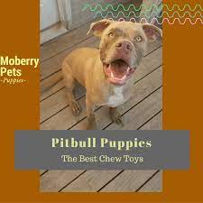 Don't give into their adorable puppy eyes and let those early and impressionable days go to waste. Best Chew Toys For Pitbull Puppies Moberry Pets