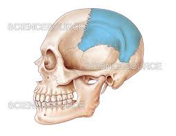 Image result for Parietal Bone