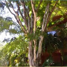 Image result for Caesalpinia ferrea