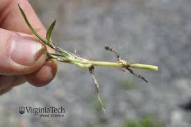 Image result for Cynodon incompletus