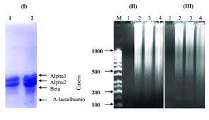 It is claimed that camel milk can solve all sorts of medical issues. A 12 Sds Urea Page Of Casein Purified From Camel Milk Four Bands 3 Download Scientific Diagram