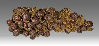 Image result for Raphia farinifera