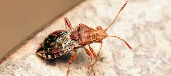 Image result for Humularia drepanocephala