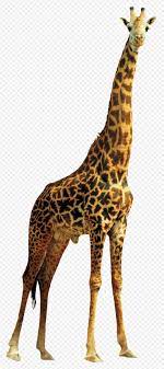 Giraffe Png Giraffe Png Transparent Images Png All 1321 2970 Png Download Free Transparent Background Giraffe Png Giraffe Images Giraffe Pictures Giraffe