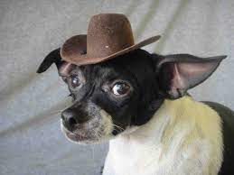 Indiana Jones Hat For Dog Or Cat Brown Color Pet Etsy Dog Hat Indiana Jones Hat Pet Halloween Costumes